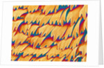 Scales of a Swallowtail Butterfly by Anonymous