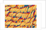 Scales of a Swallowtail Butterfly by Anonymous