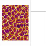 Blood Vessel Cast from Colon of a Rat by Anonymous