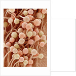 Petal of a Snapdragon by Anonymous