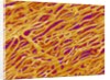 Blood Vessel Cast in Heart of a Rat by Anonymous