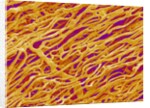 Blood Vessel Cast in Heart of a Rat by Anonymous