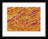 Blood Vessel Cast in Heart of a Rat by Anonymous