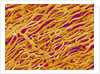 Blood Vessel Cast in Heart of a Rat by Anonymous