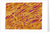Blood Vessel Cast in Heart of a Rat by Anonymous