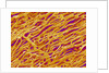 Blood Vessel Cast in Heart of a Rat by Anonymous
