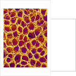 Blood Vessel Cast from Stomach of a Rat by Anonymous