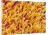 Rod and Cone Layer of Retina of Rabbit by Anonymous
