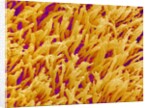 Rod and Cone Layer of Retina of Rabbit by Anonymous
