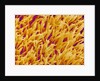 Rod and Cone Layer of Retina of Rabbit by Anonymous