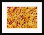 Rod and Cone Layer of Retina of Rabbit by Anonymous