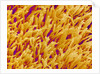 Rod and Cone Layer of Retina of Rabbit by Anonymous