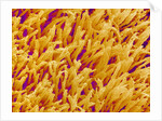 Rod and Cone Layer of Retina of Rabbit by Anonymous