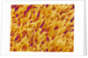 Rod and Cone Layer of Retina of Rabbit by Anonymous