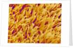 Rod and Cone Layer of Retina of Rabbit by Anonymous