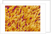 Rod and Cone Layer of Retina of Rabbit by Anonymous