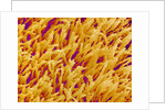 Rod and Cone Layer of Retina of Rabbit by Anonymous