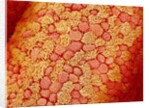 Section of Pleat on Interior of Oviduct of Rabbit by Anonymous