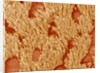 Trachea of a Rat by Anonymous