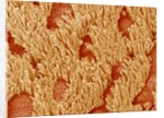 Trachea of a Rat by Anonymous