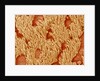Trachea of a Rat by Anonymous