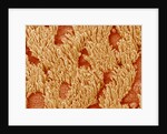 Trachea of a Rat by Anonymous