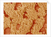 Trachea of a Rat by Anonymous