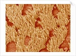 Trachea of a Rat by Anonymous