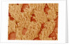 Trachea of a Rat by Anonymous
