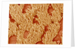 Trachea of a Rat by Anonymous