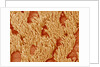 Trachea of a Rat by Anonymous