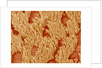 Trachea of a Rat by Anonymous