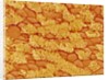 Trachea of a Rat by Anonymous