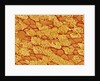 Trachea of a Rat by Anonymous