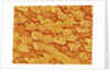 Trachea of a Rat by Anonymous