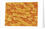 Trachea of a Rat by Anonymous