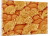 Trachea of a Rat by Anonymous