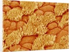 Trachea of a Rat by Anonymous