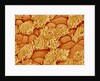 Trachea of a Rat by Anonymous