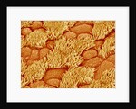 Trachea of a Rat by Anonymous