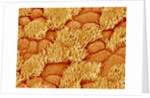 Trachea of a Rat by Anonymous