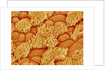 Trachea of a Rat by Anonymous