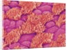 Trachea of a Rat by Anonymous