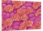 Trachea of a Rat by Anonymous