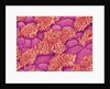 Trachea of a Rat by Anonymous