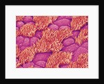 Trachea of a Rat by Anonymous