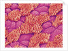 Trachea of a Rat by Anonymous