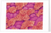 Trachea of a Rat by Anonymous