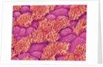Trachea of a Rat by Anonymous