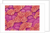 Trachea of a Rat by Anonymous